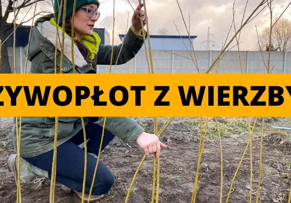 Jak zrobić płot z wierzby - proste kroki do pięknego ogrodzenia