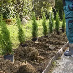 Jaką odległość zachować dla tui szmaragd od ogrodzenia, aby uniknąć problemów?