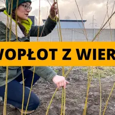 Jak zrobić płot z wierzby - proste kroki do pięknego ogrodzenia
