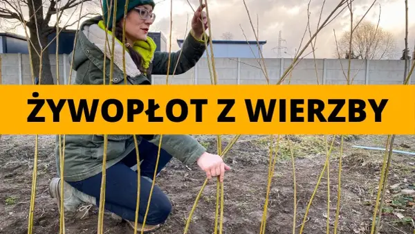 Jak zrobić płot z wierzby - proste kroki do pięknego ogrodzenia